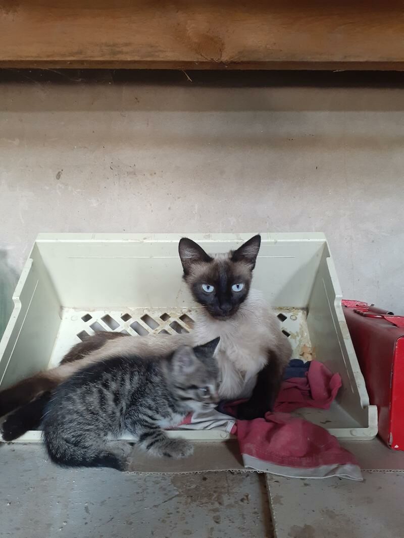 siyamski - Daşoguz - img 2