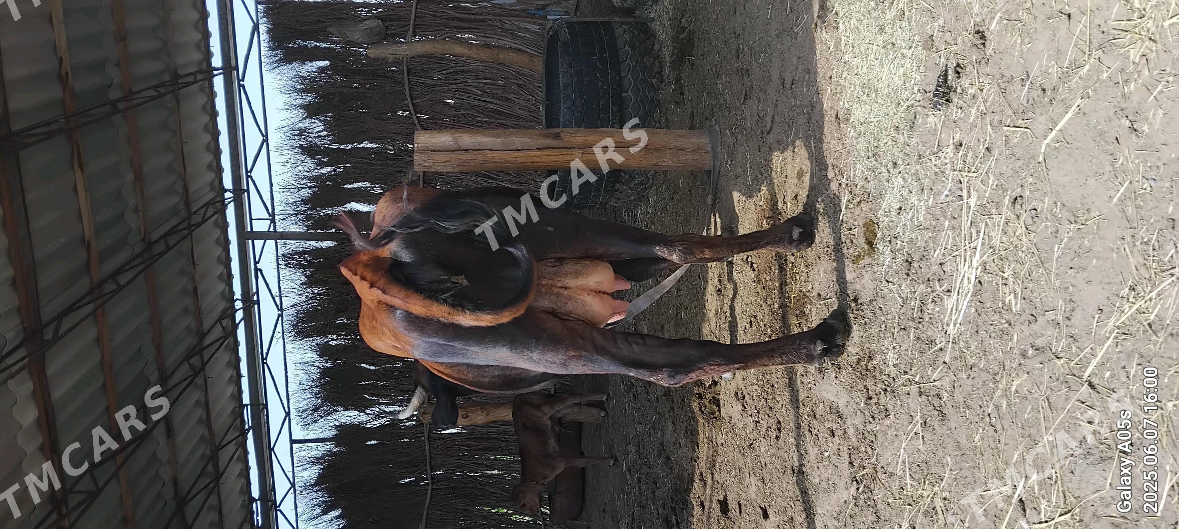 Goleli sygyr 64837579 - Сакарчага - img 5