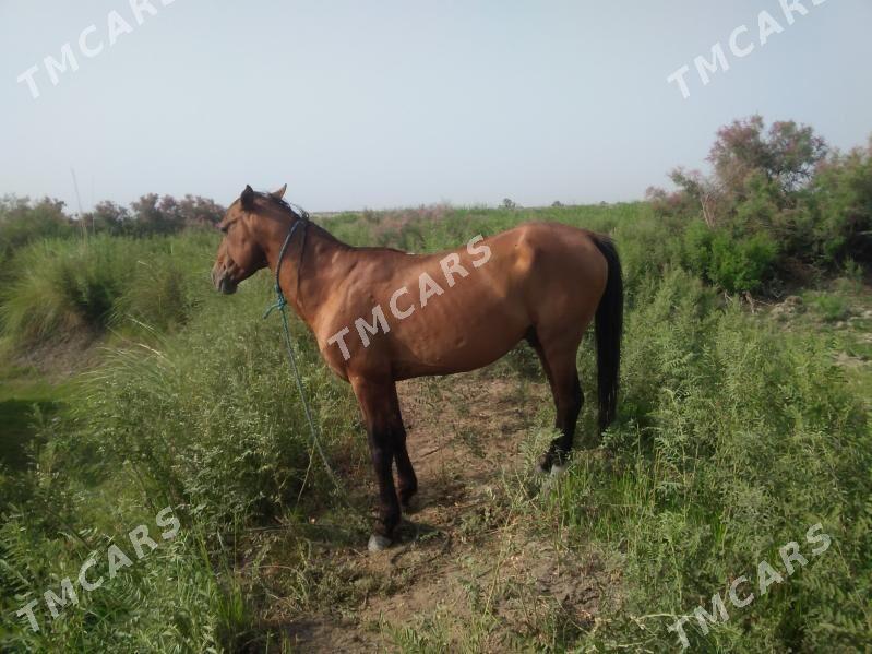 at - Sakar - img 2