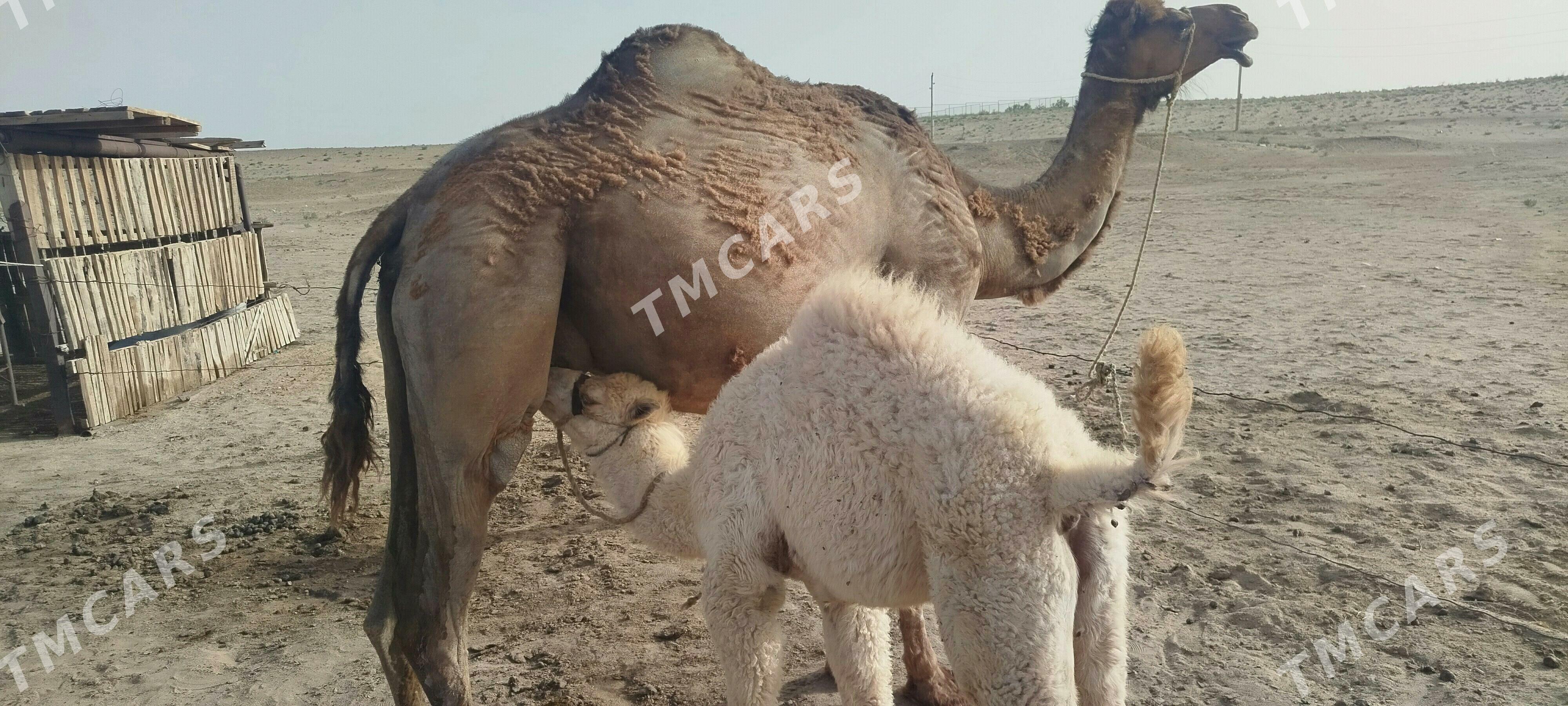 duye - Türkmenbaşy - img 3