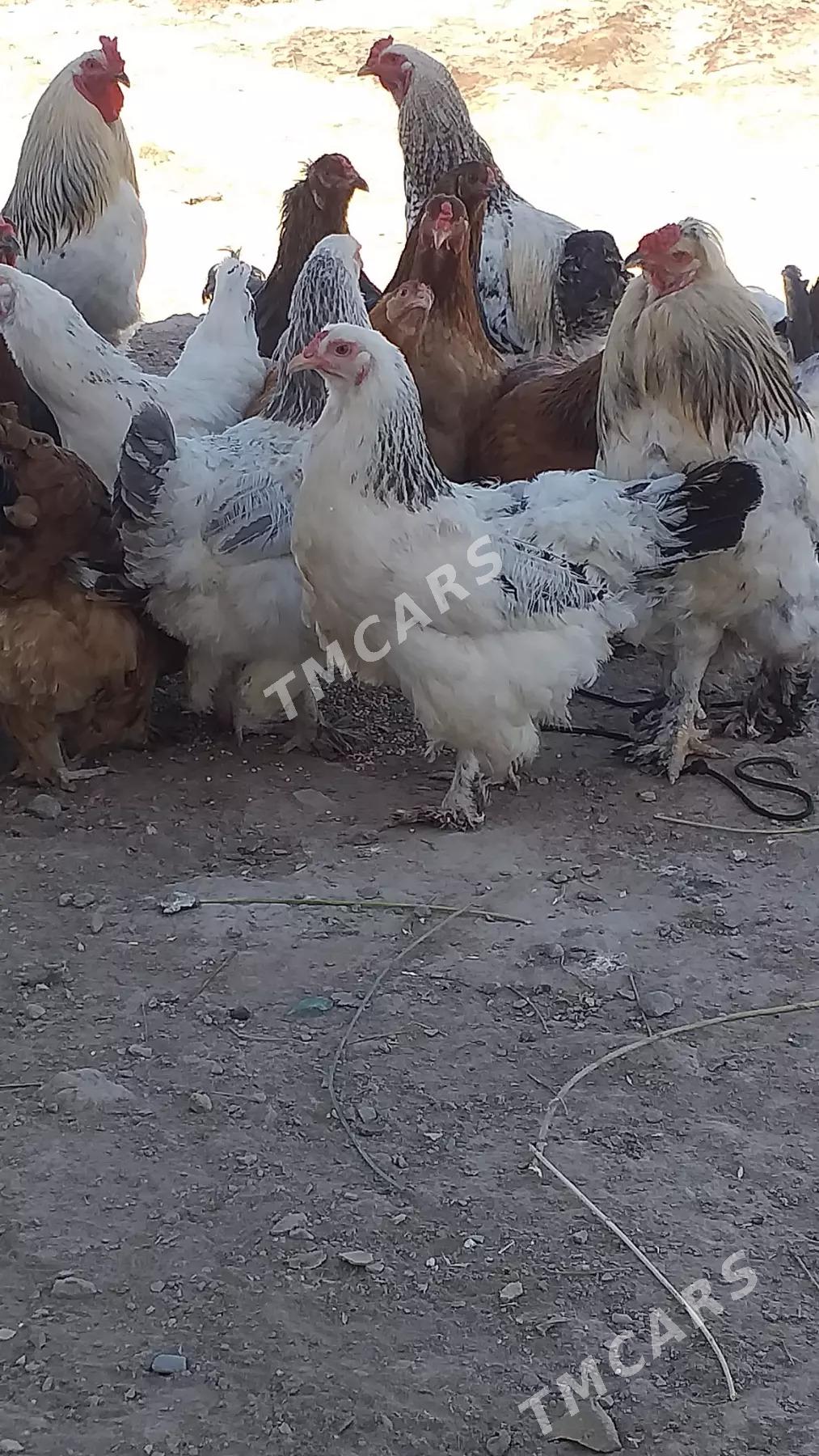BRAMA TOWUK HORAZ - Daşoguz - img 2