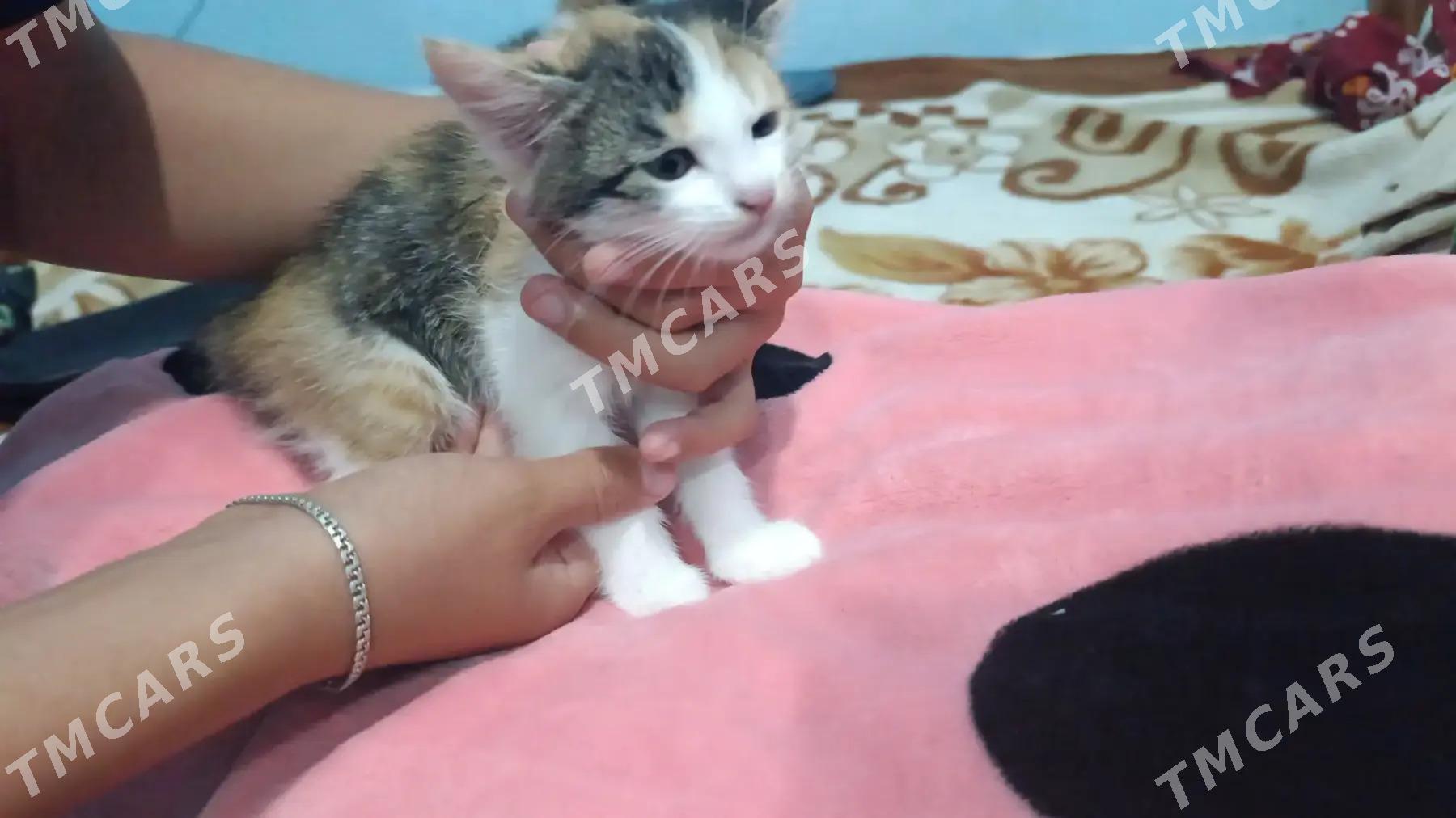 Котята - Mary - img 5