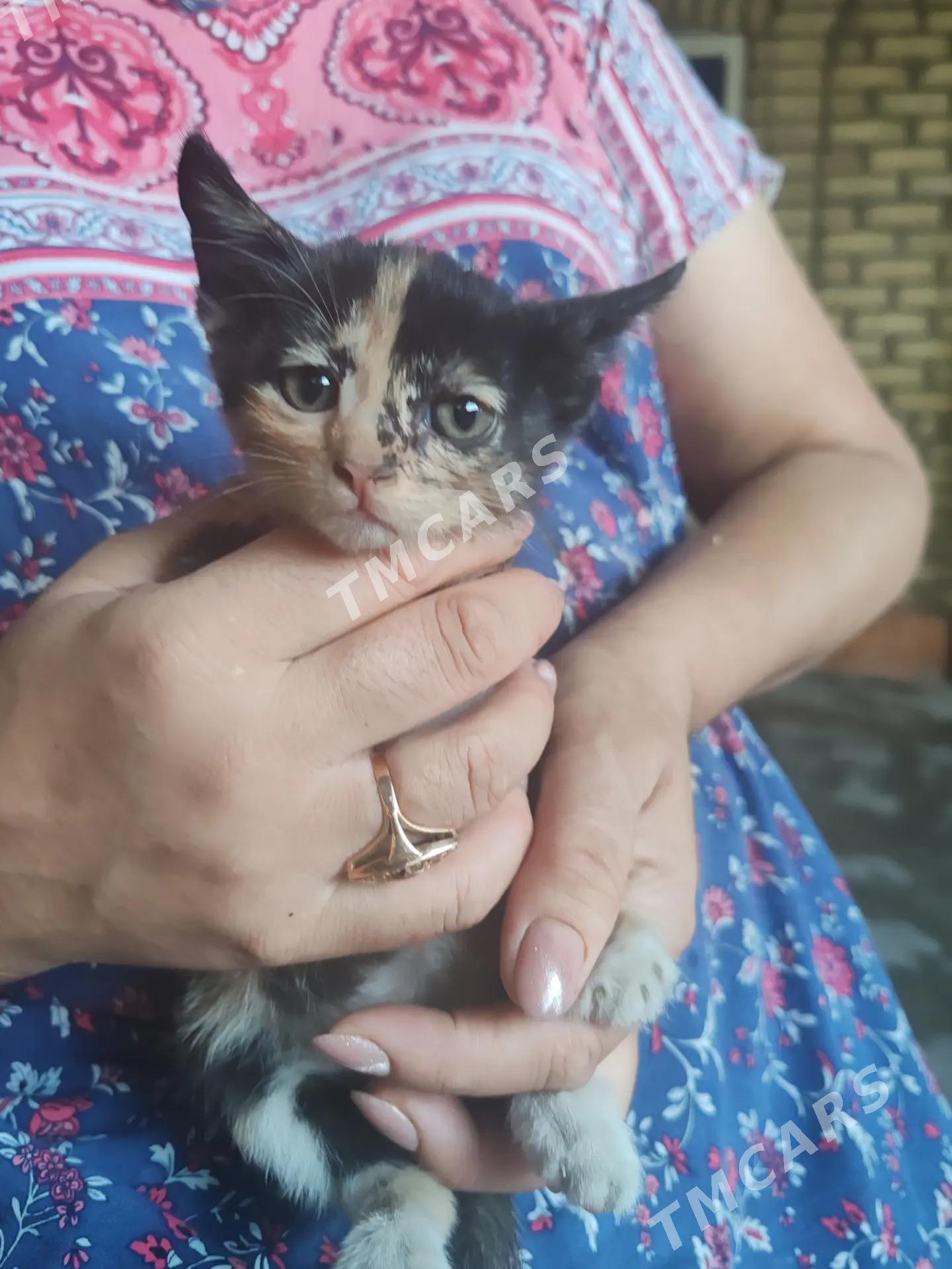 Котята - Mary - img 3