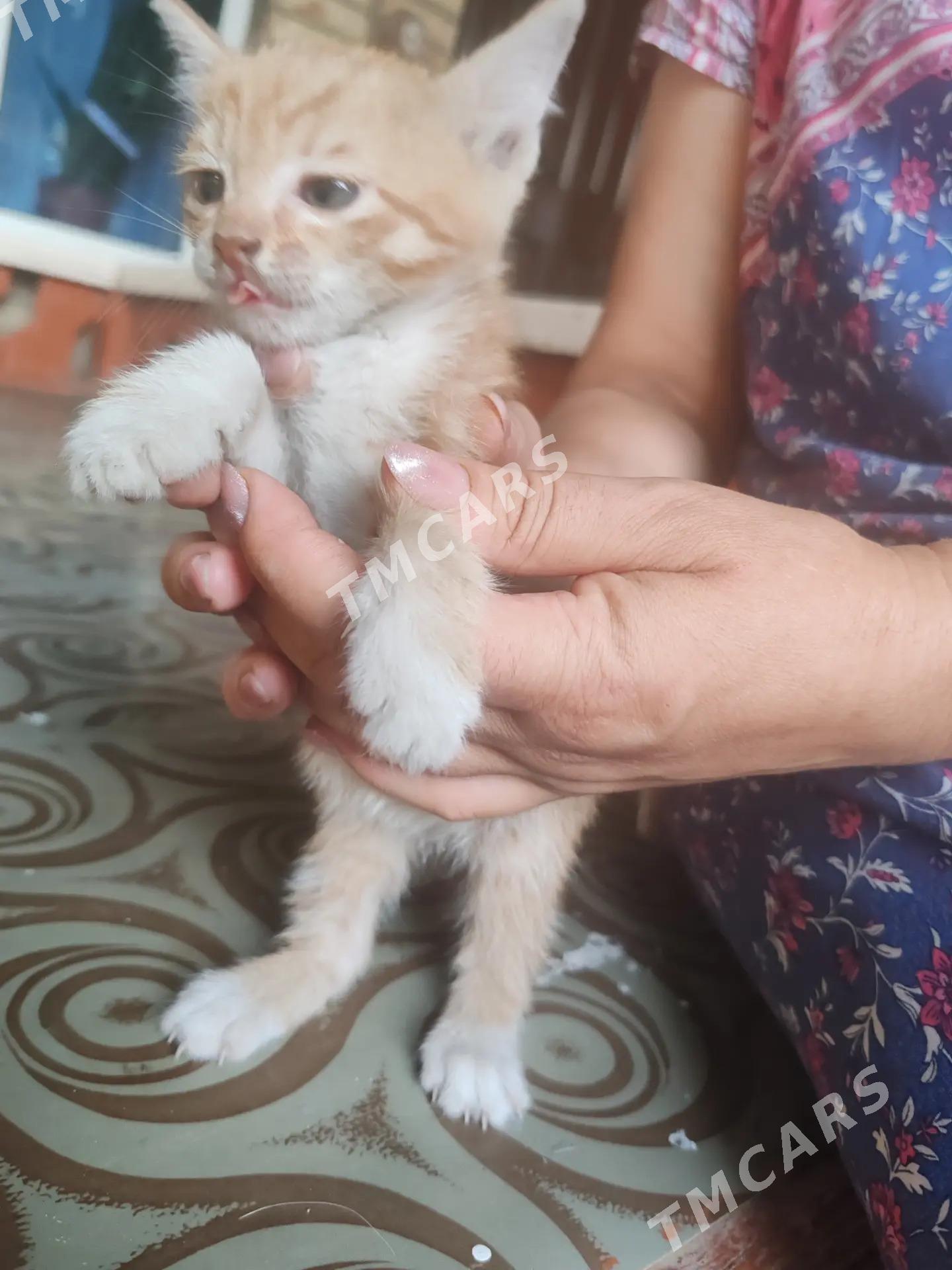 Котята - Mary - img 2