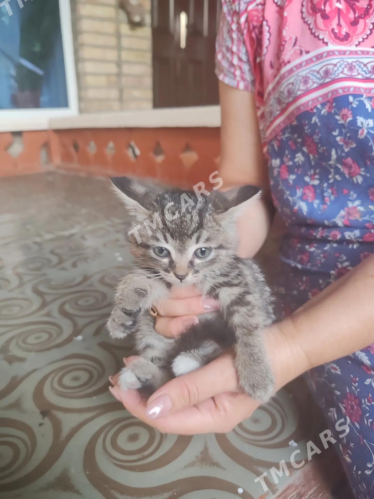 Котята - Mary - img 8