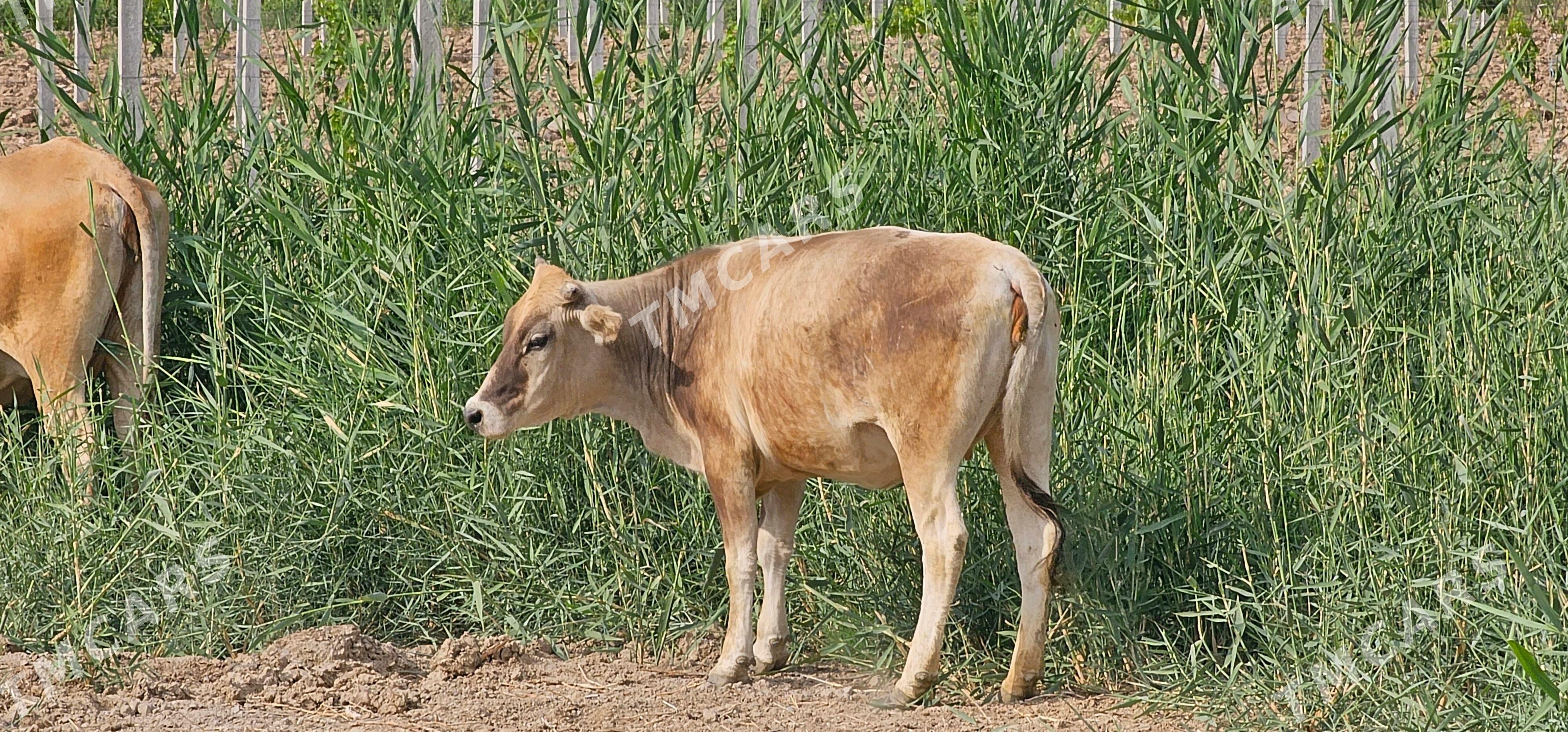 sygylar hem-de tüweler - Büzmeýin - img 3