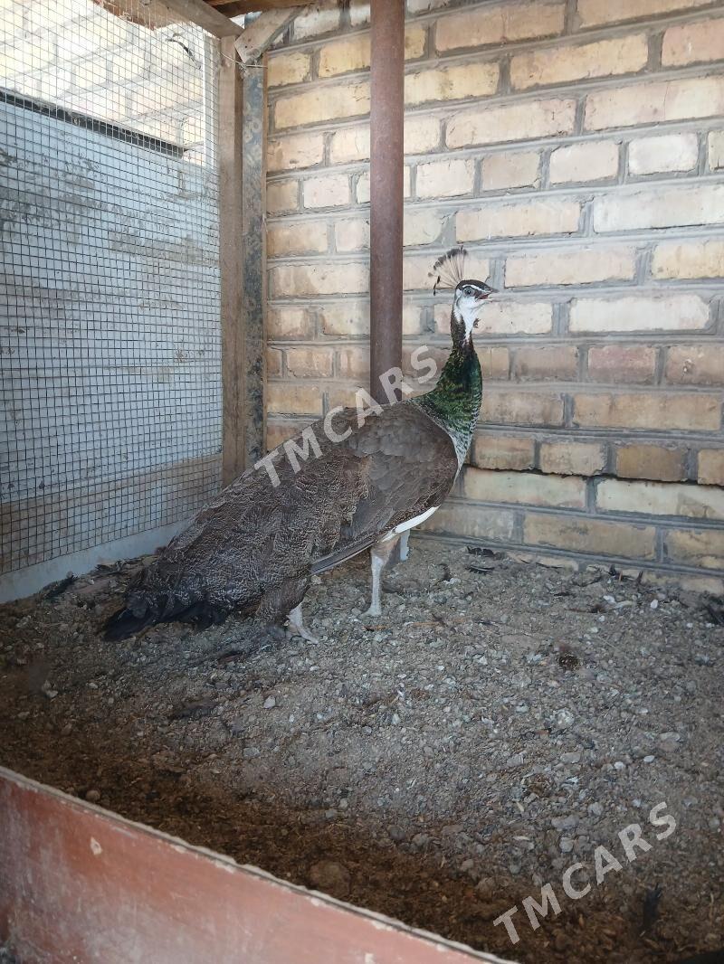 Tawus Guş - Mary - img 2