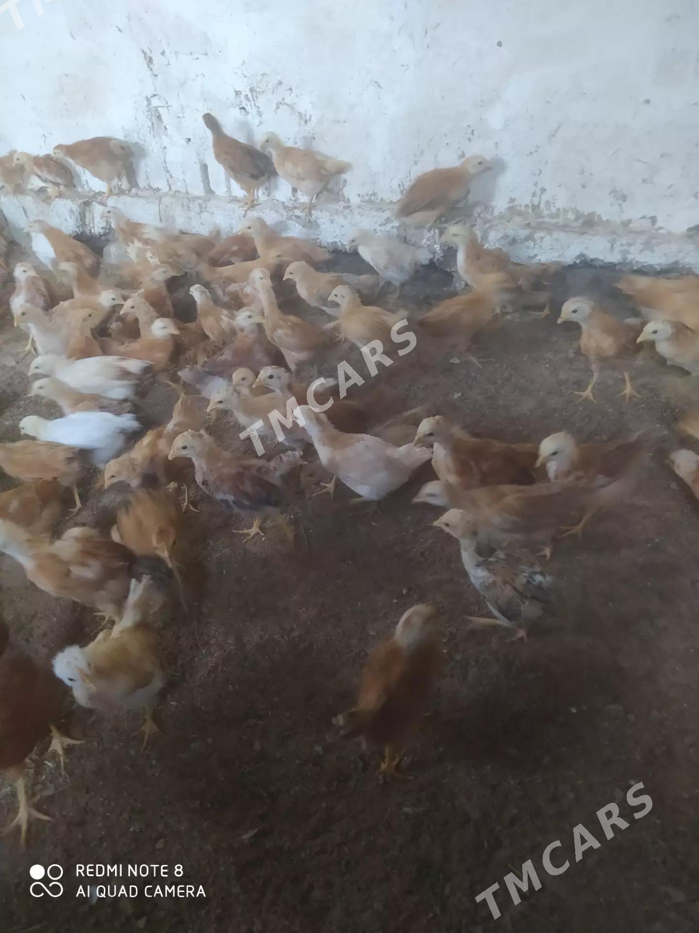 Towuk juyje - Wekilbazar - img 2