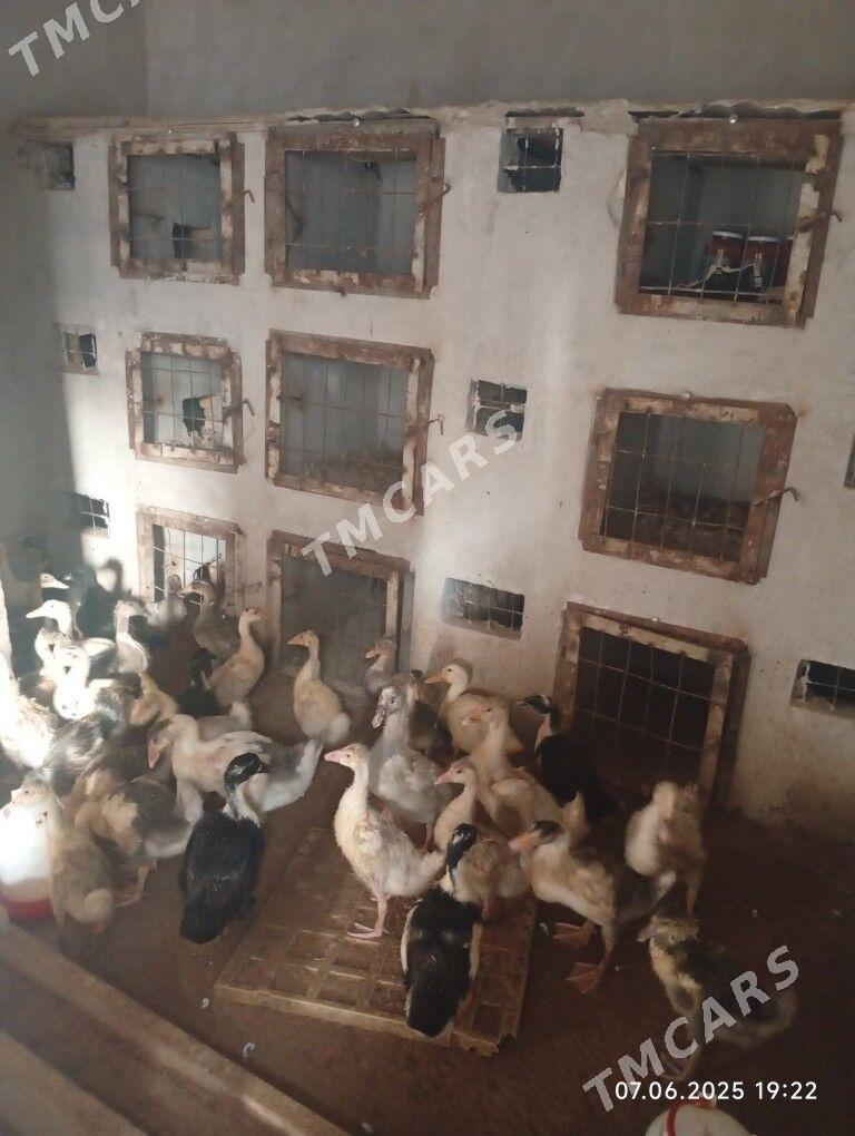 Gak gak ordek - Türkmenabat - img 3