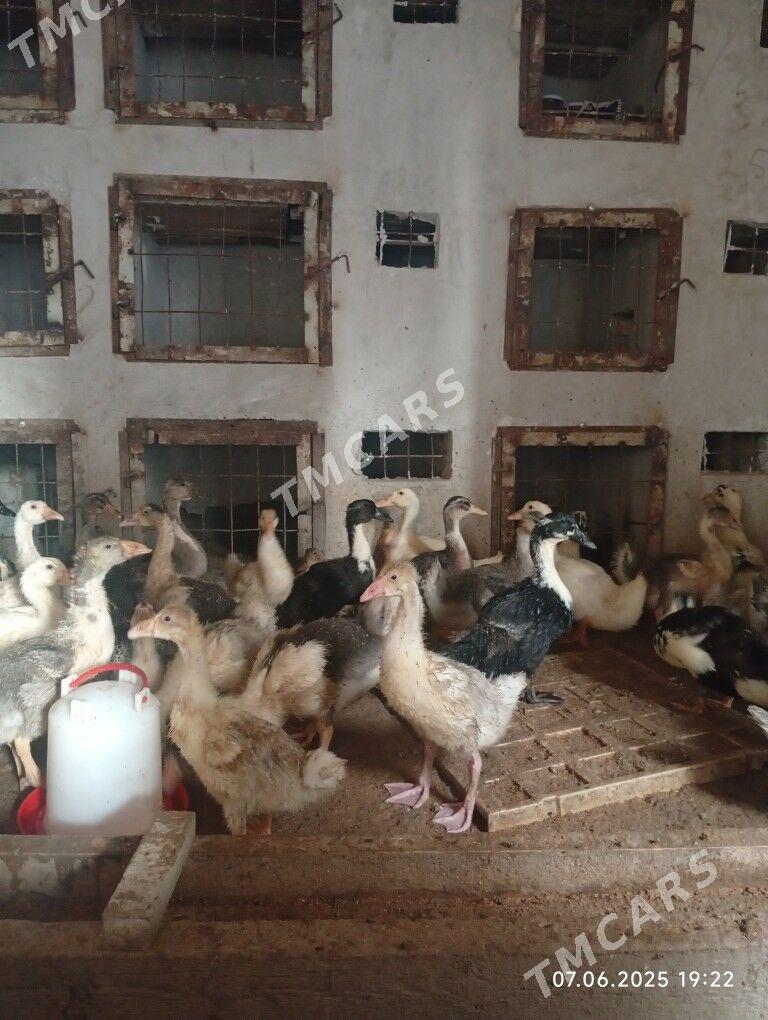 Gak gak ordek - Türkmenabat - img 2