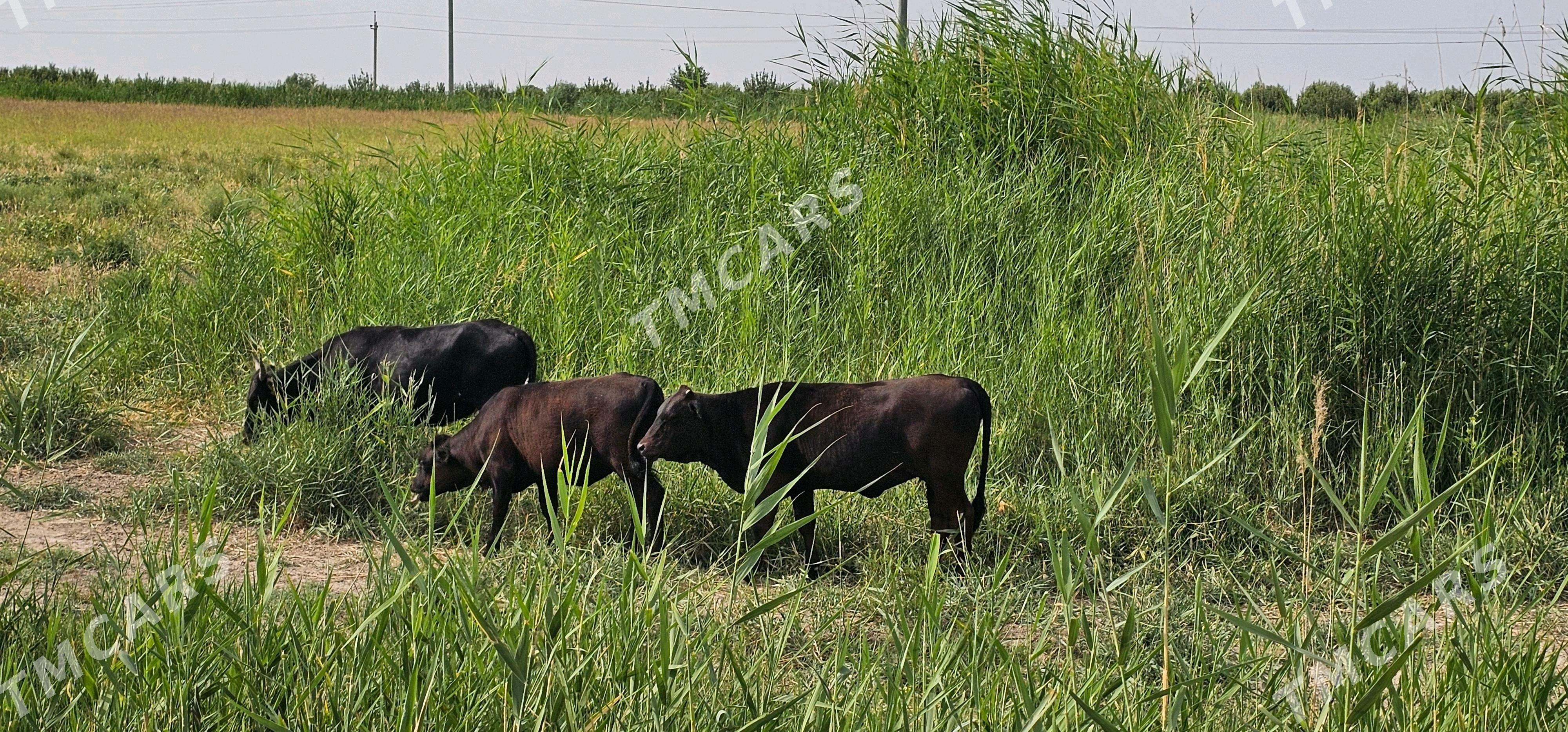 sygylar hem-de tüweler - Büzmeýin - img 7