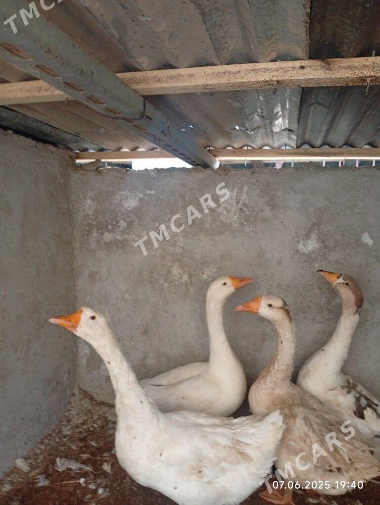 Gaz - Türkmenabat - img 2