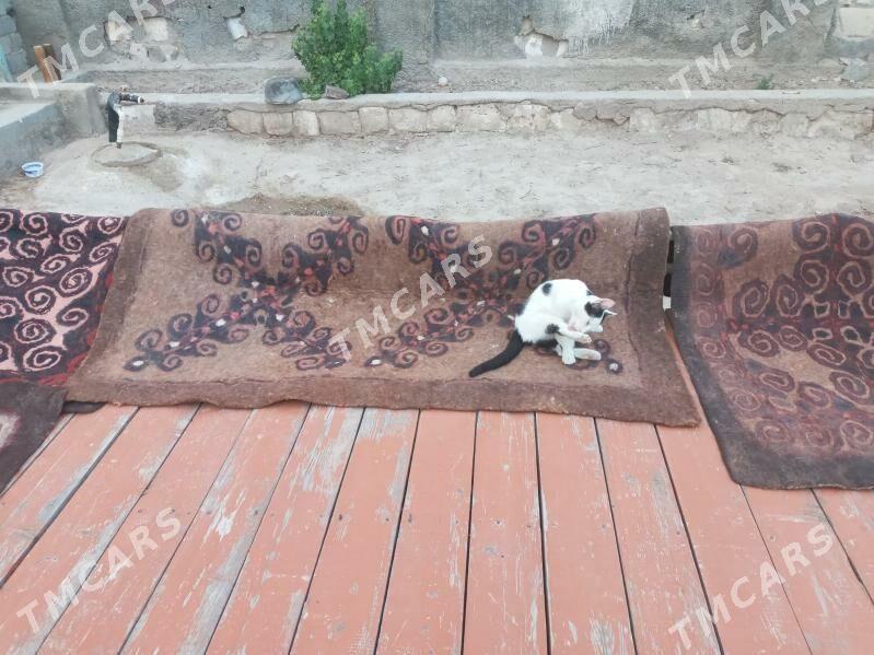 Güýeli keçeler - Türkmenbaşy - img 2