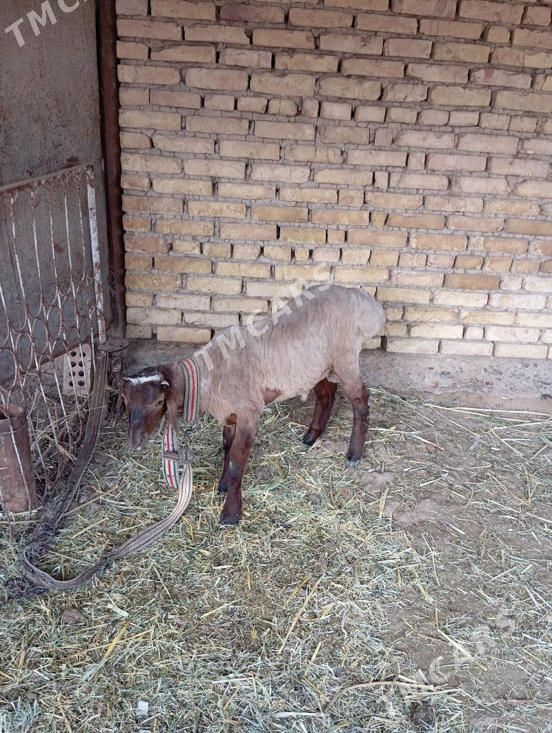 goç - Mary - img 2