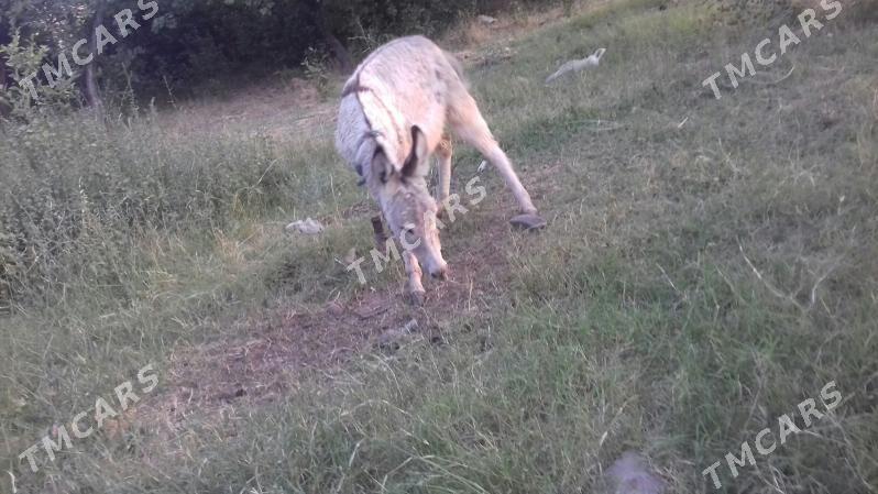 eşek ..satlyk.. - Çärjew - img 3