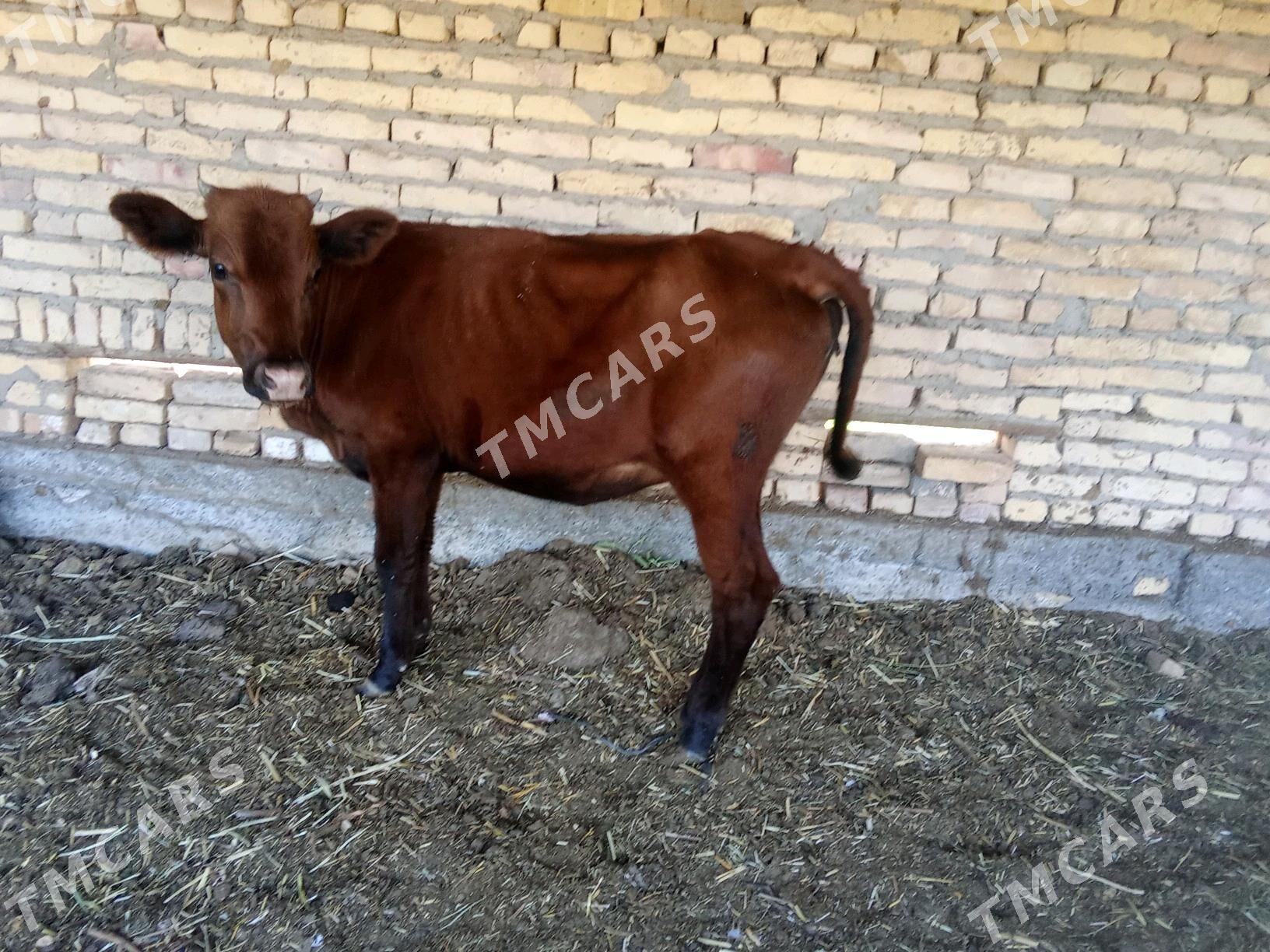 unajyn - Çärjew - img 3