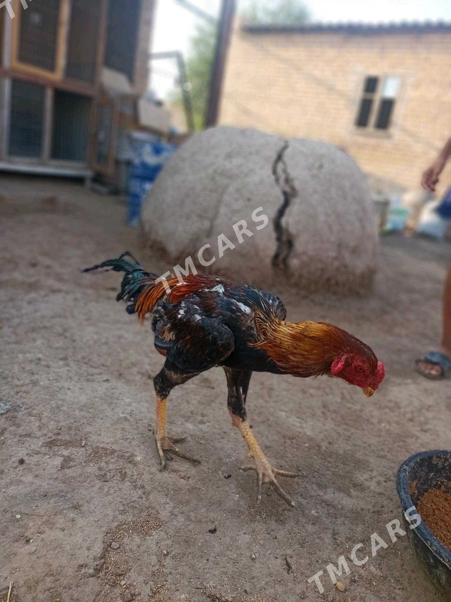 kupek - Türkmenabat - img 3