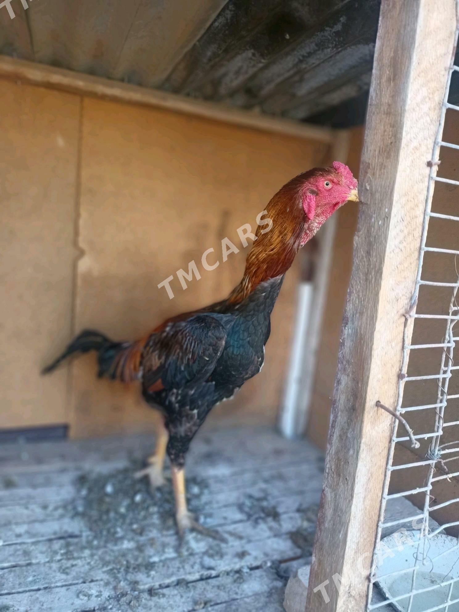 kupek - Türkmenabat - img 2