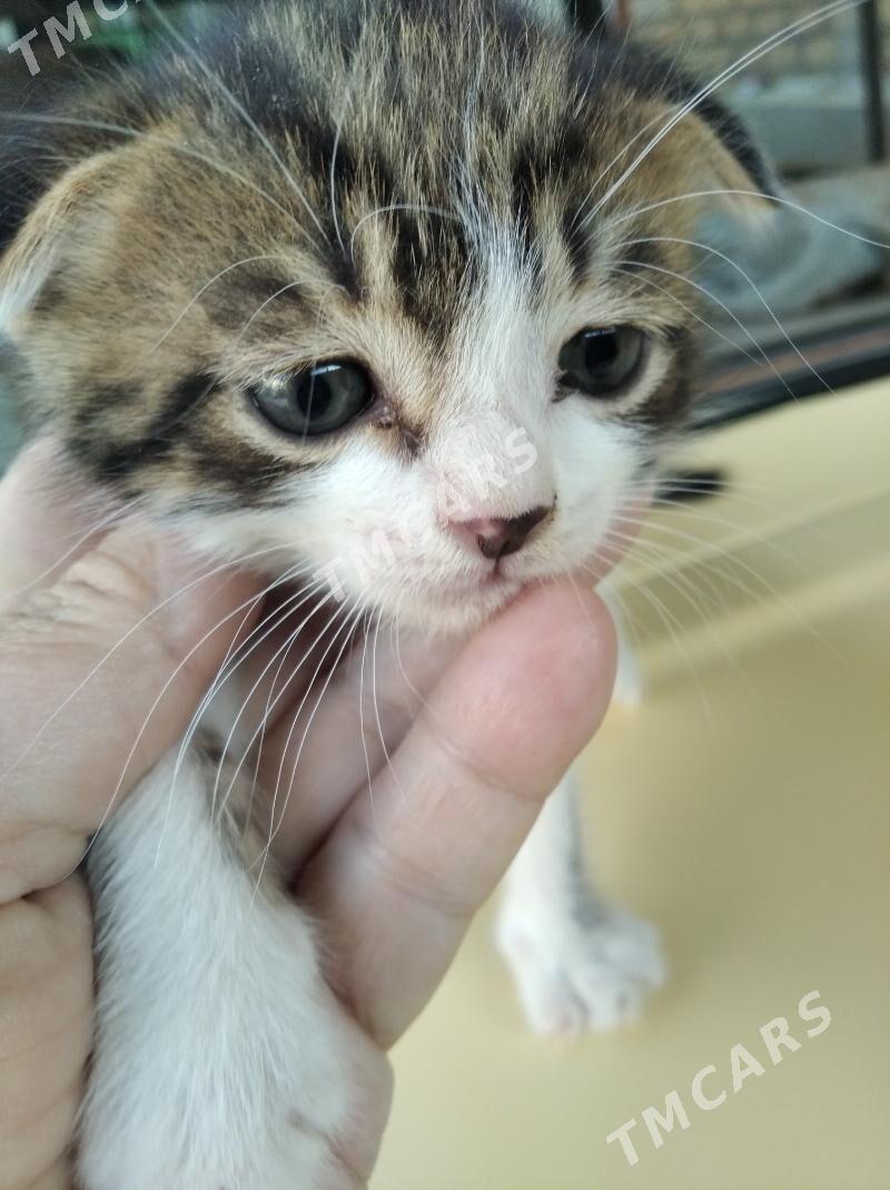 Котенок - Türkmenabat - img 2