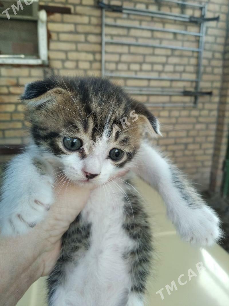 Котенок - Türkmenabat - img 3
