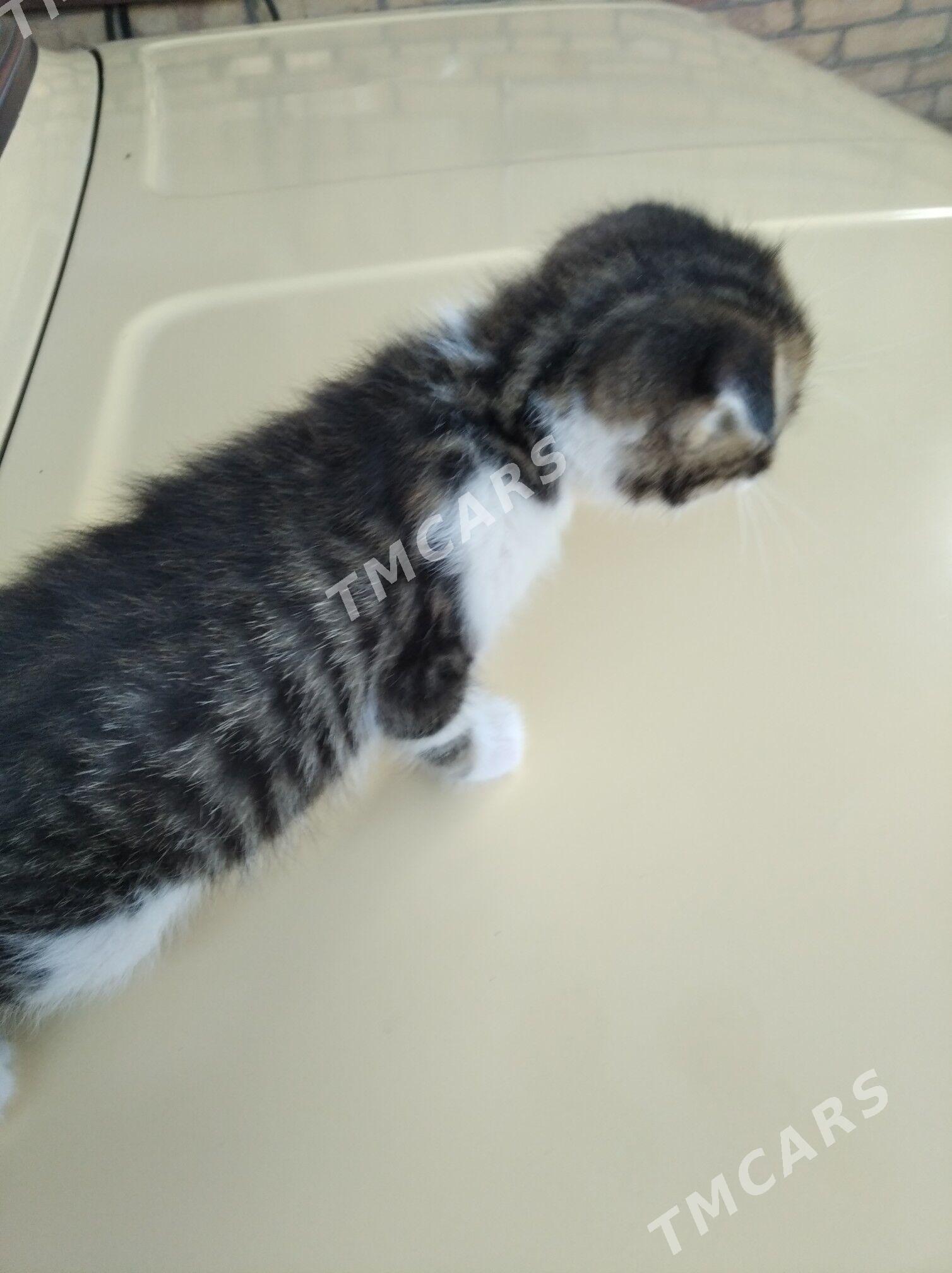 Котенок - Türkmenabat - img 4