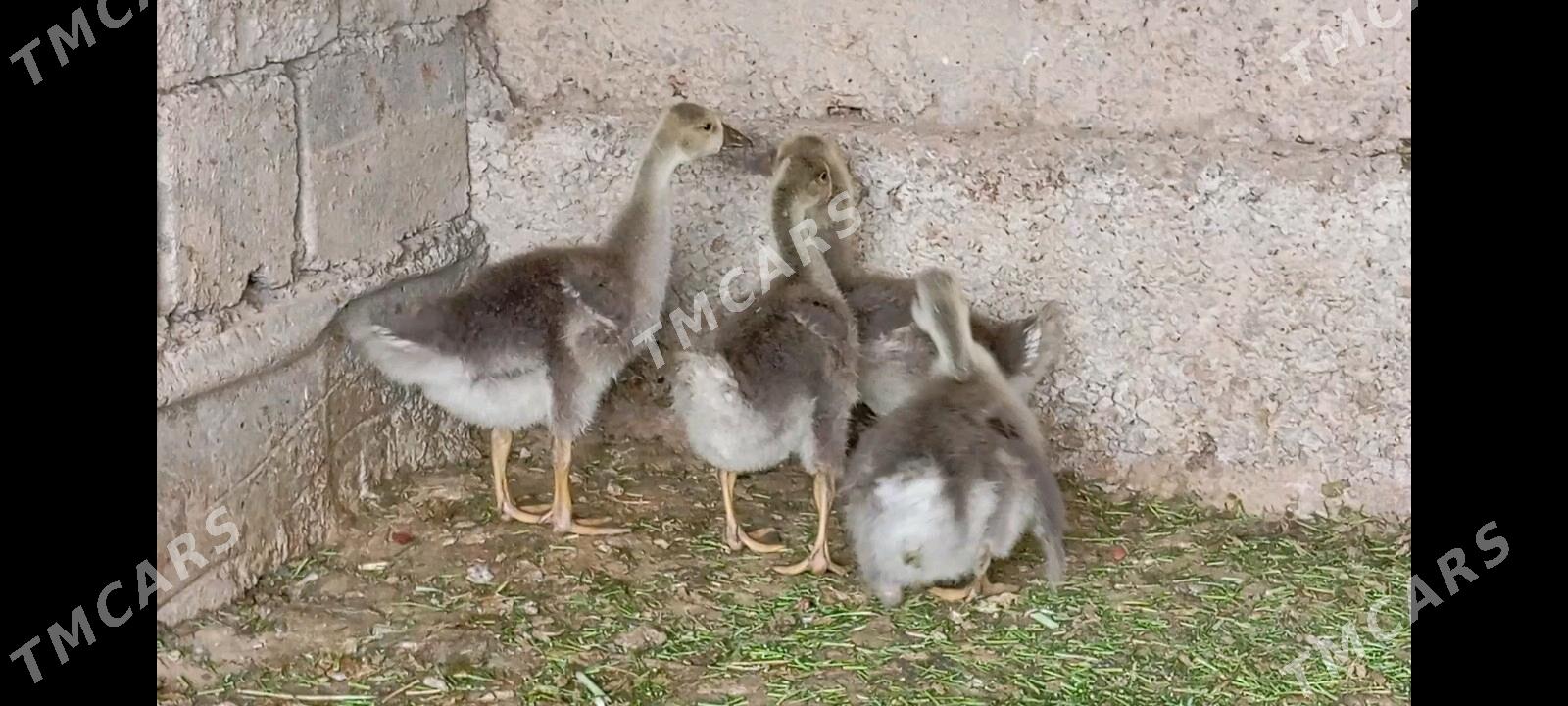 Gus - Aşgabat - img 3