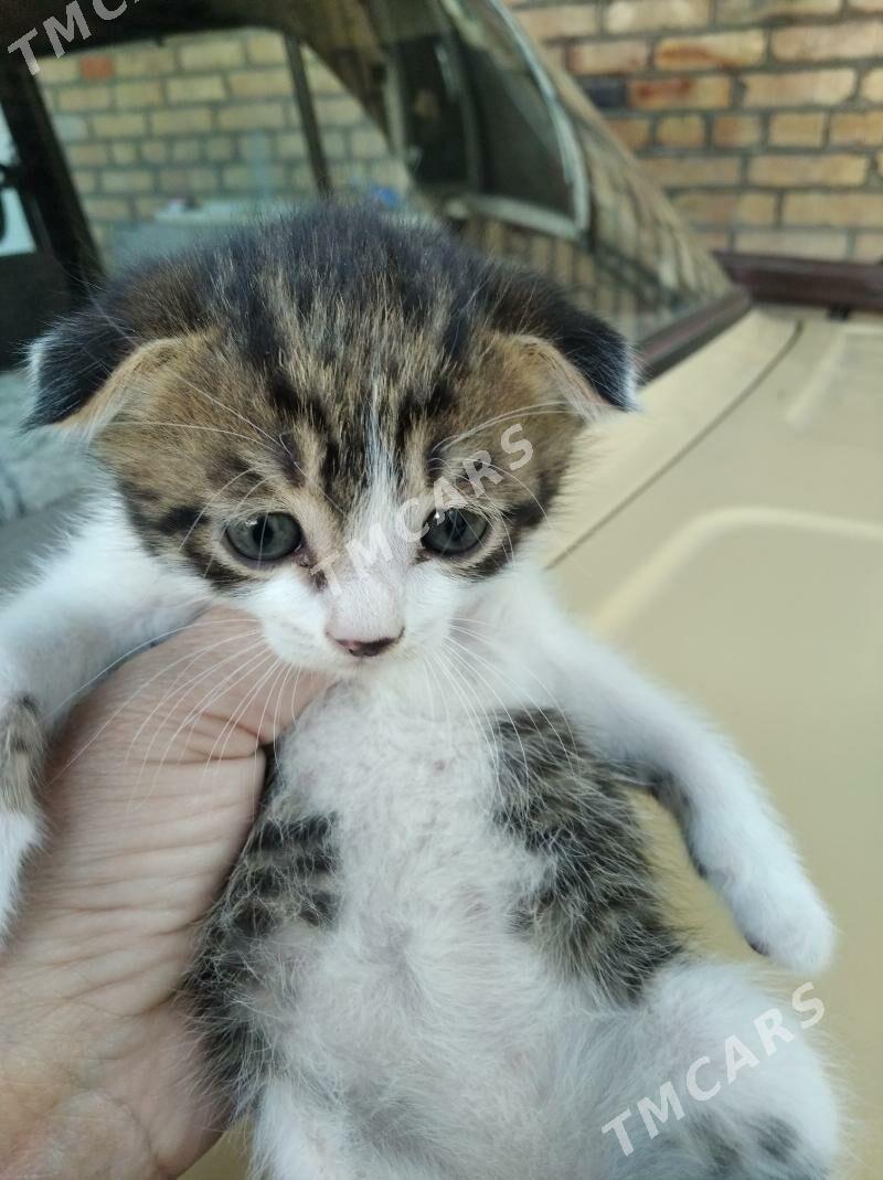 Котенок - Türkmenabat - img 5