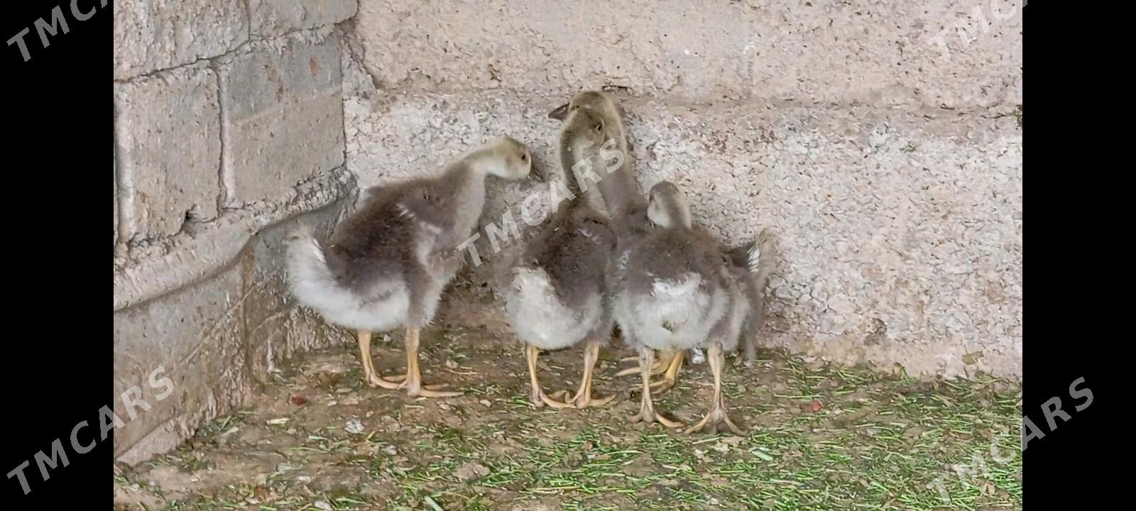 Gus - Aşgabat - img 2