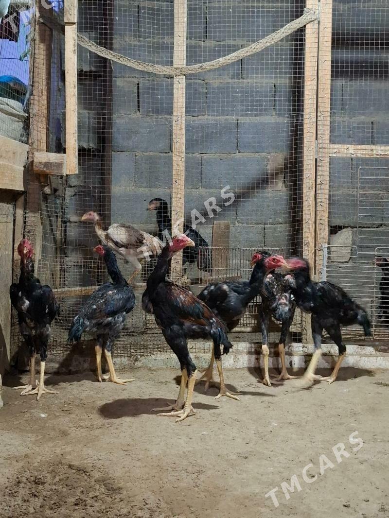 Taskent horaz jujeler - Gypjak - img 2