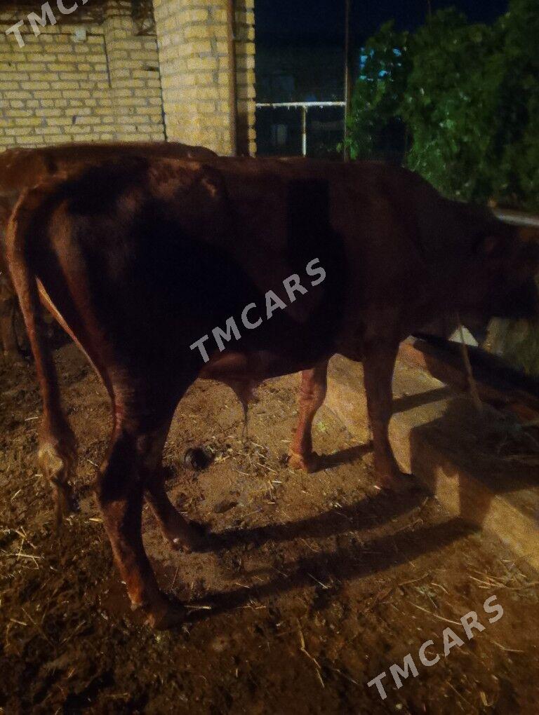 Ökuzler - Çärjew - img 2