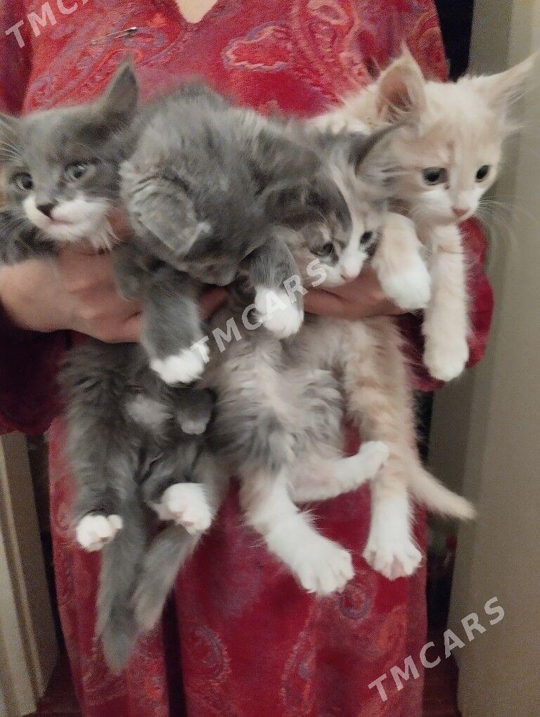 котята - Baýramaly - img 2
