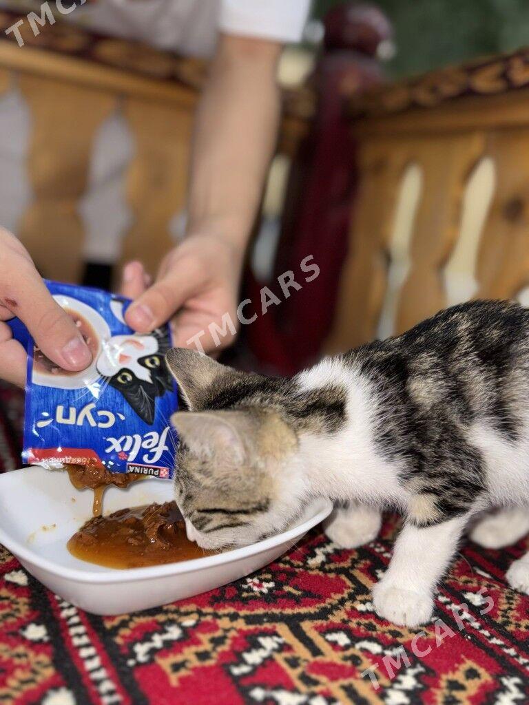 котенок - Ашхабад - img 4