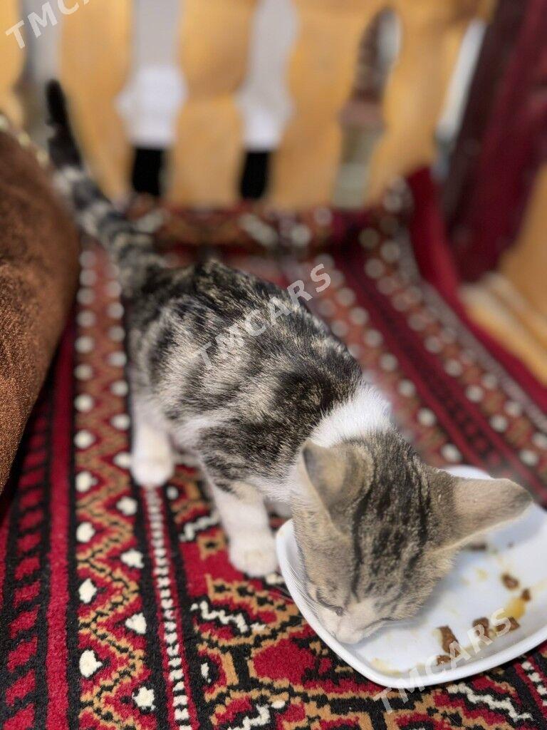 котенок - Ашхабад - img 6