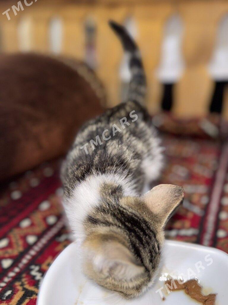 котенок - Ашхабад - img 5