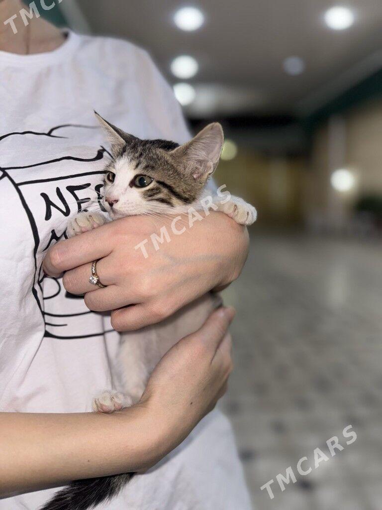 котенок - Ашхабад - img 2