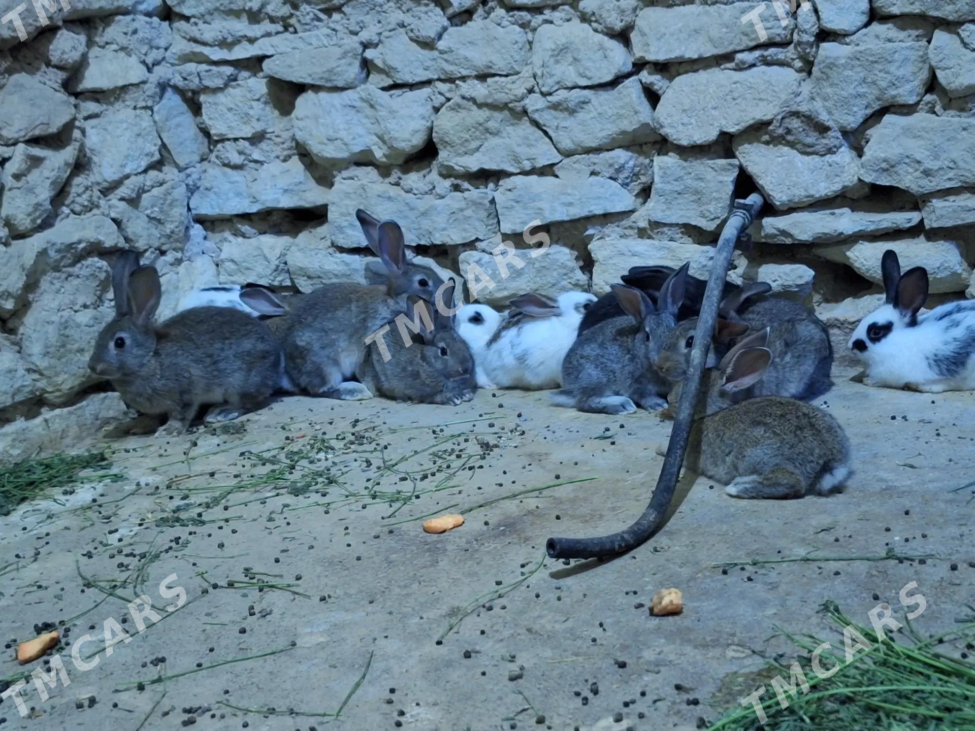 Towşan - Gyzylarbat - img 3