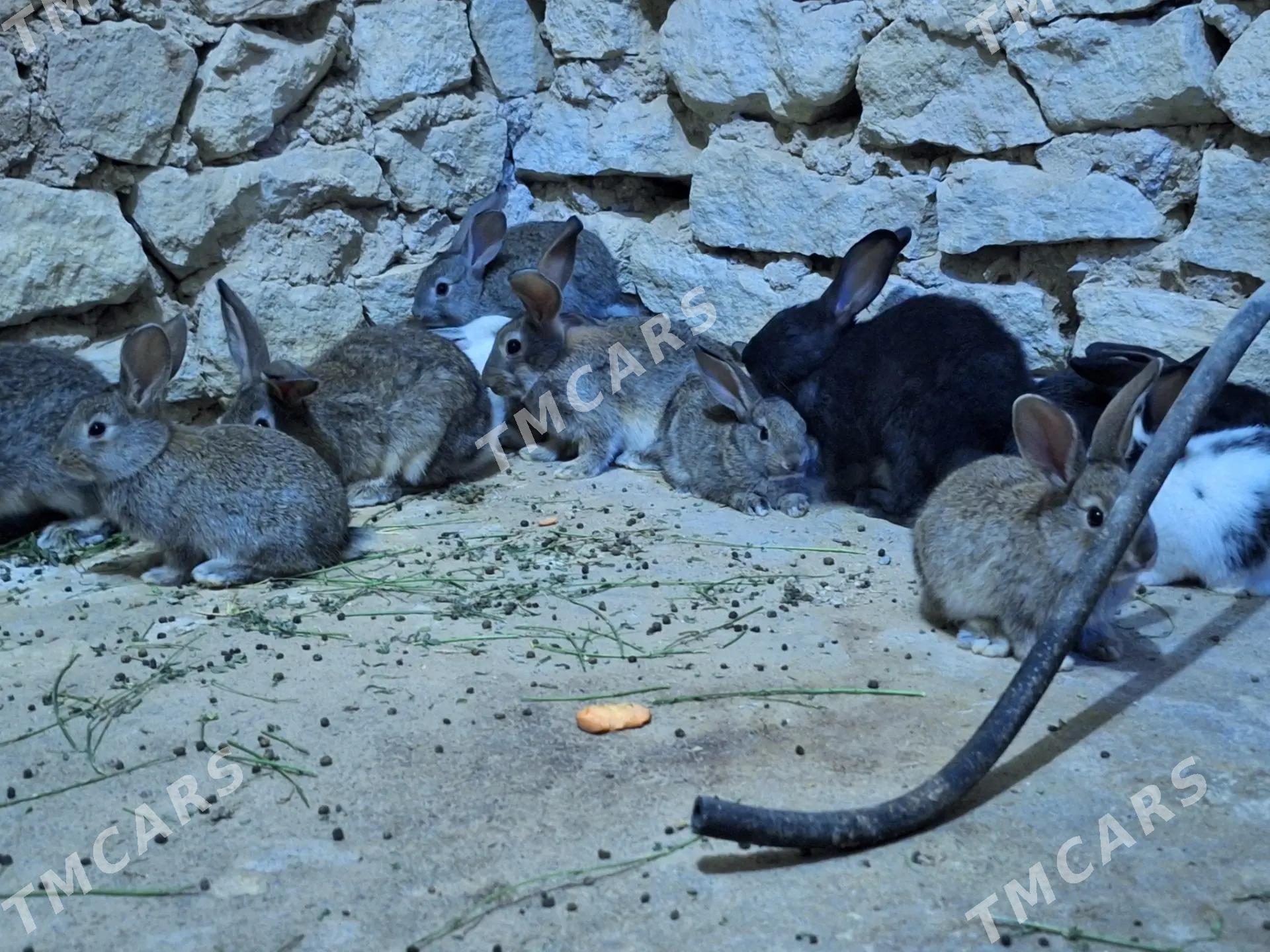Towşan - Gyzylarbat - img 2