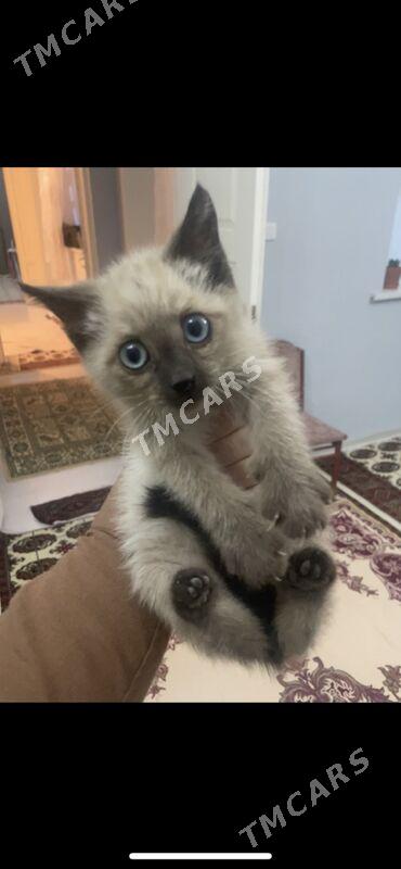 siyamski котенок - Aşgabat - img 3