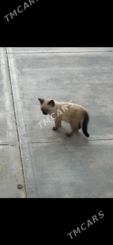 siyamski котенок - Aşgabat - img 2