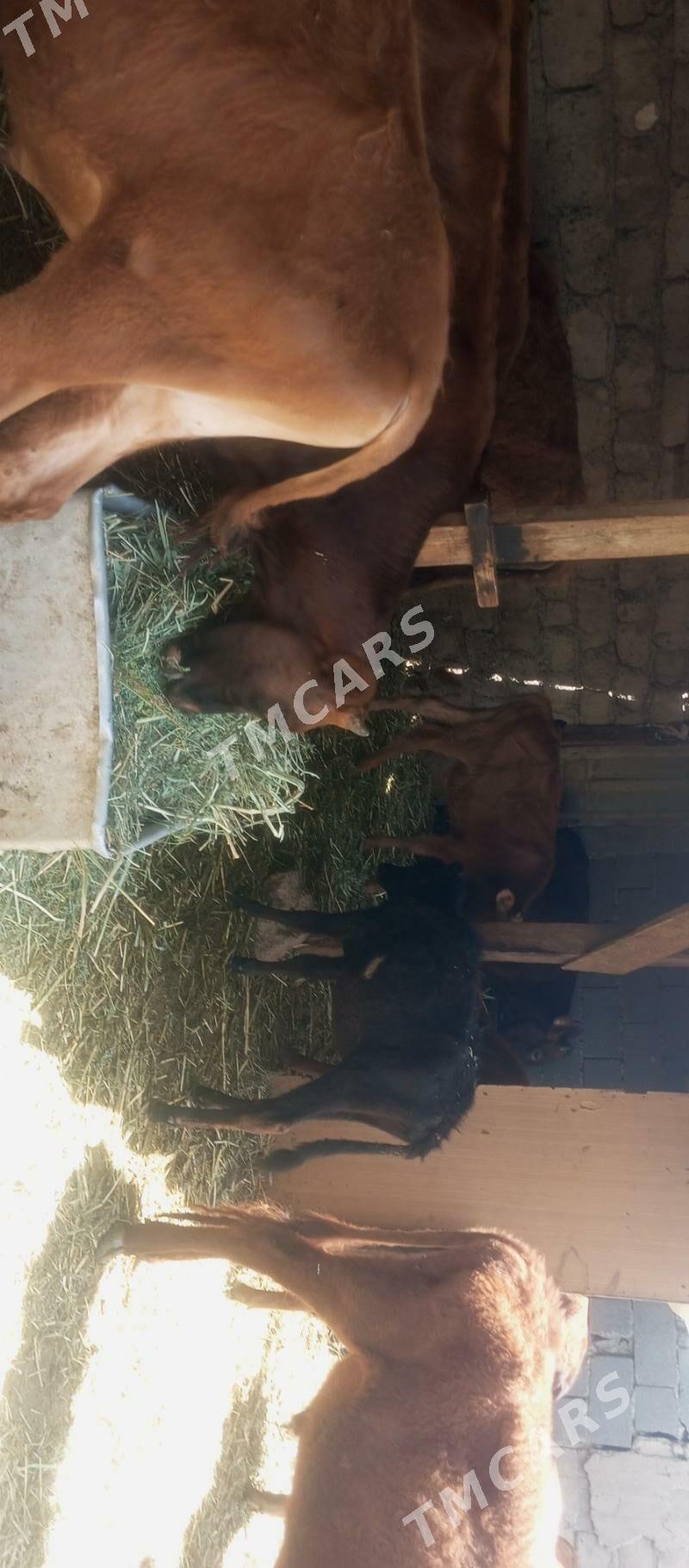 öküzçe tüwe öküz göle - Aşgabat - img 5