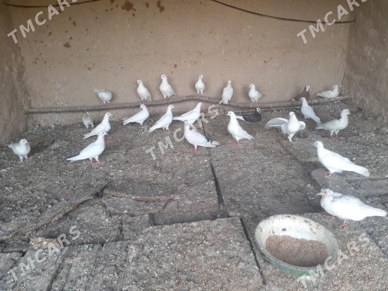 kepderi - Halaç - img 3