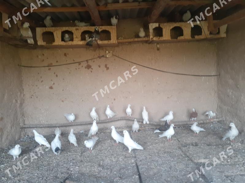 kepderi - Halaç - img 1