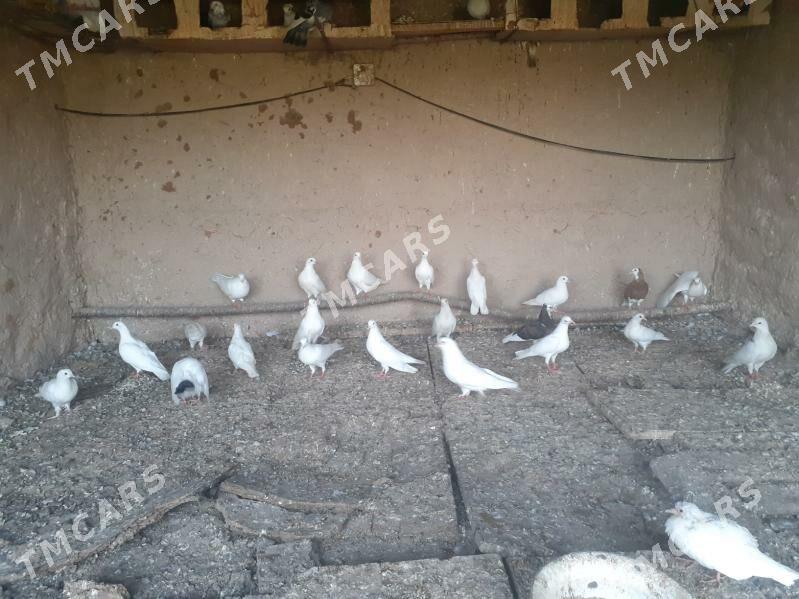 kepderi - Halaç - img 2