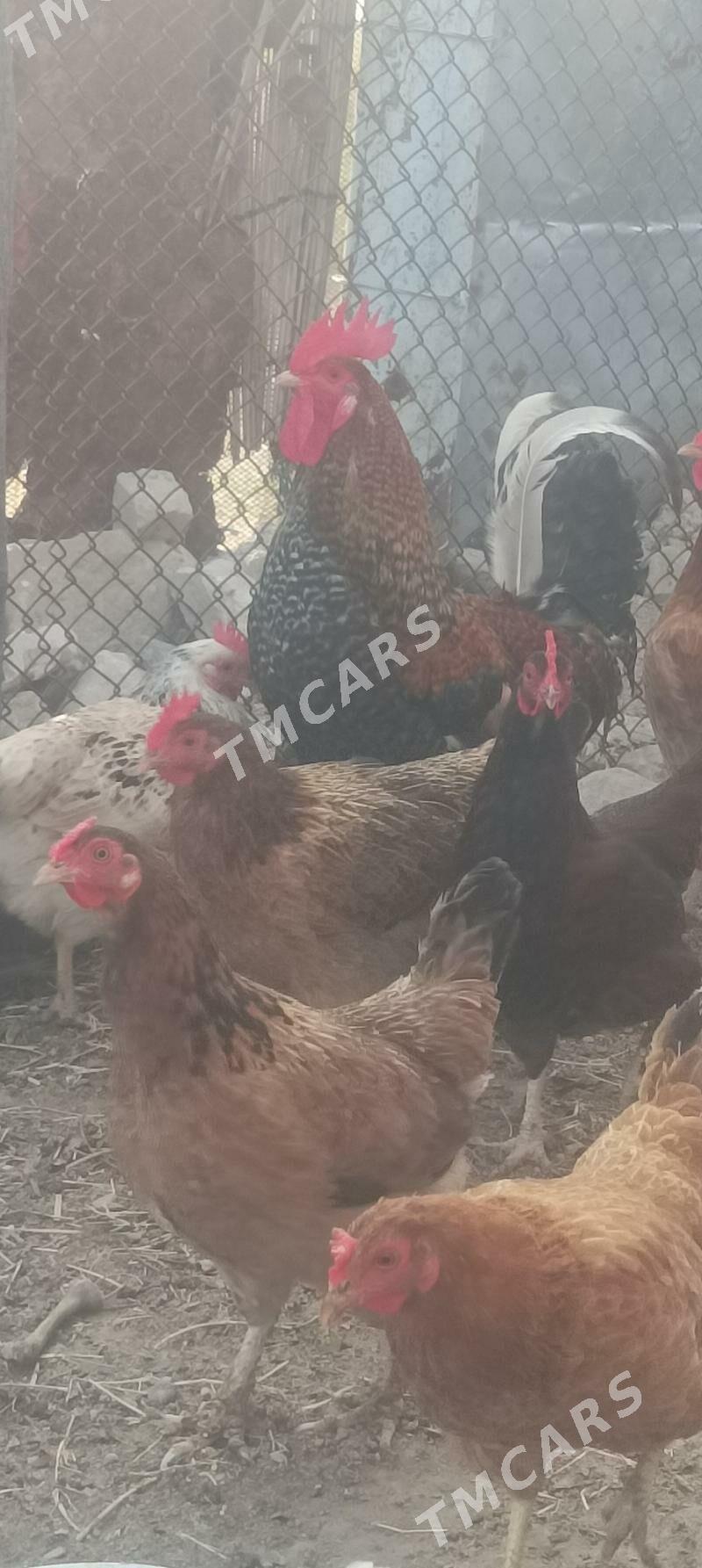 horoz - Türkmenbaşy - img 2