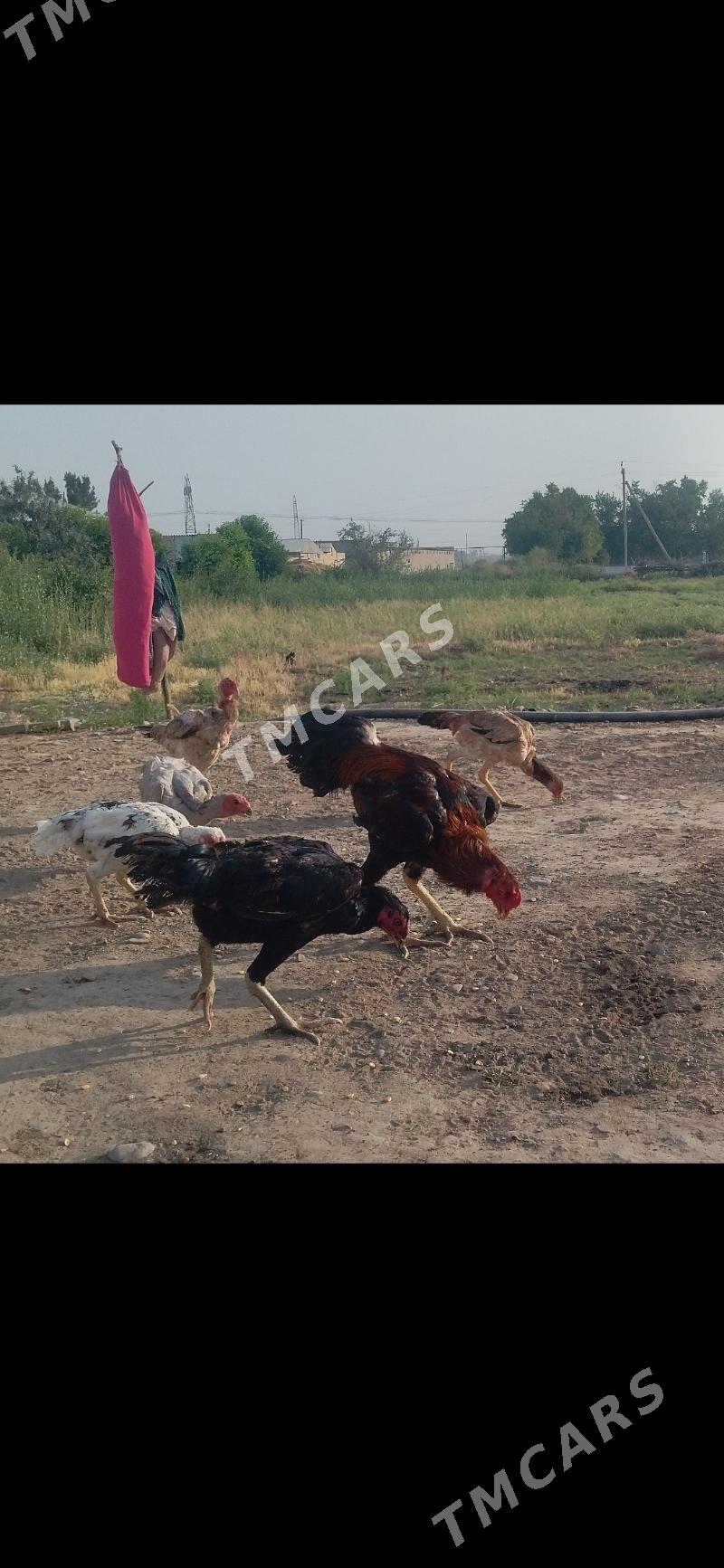 yumurtga baysowy - Murgap - img 1