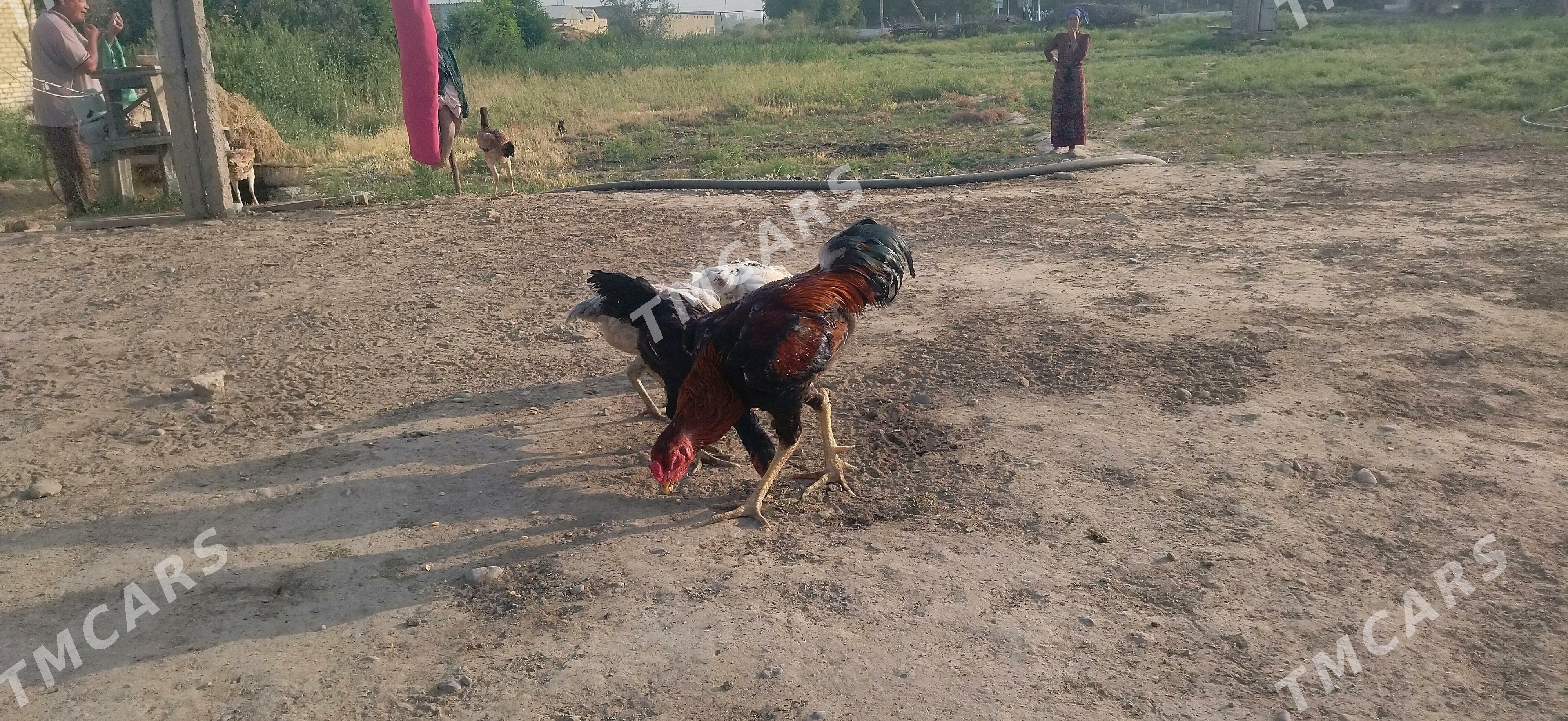 yumurtga baysowy - Murgap - img 3