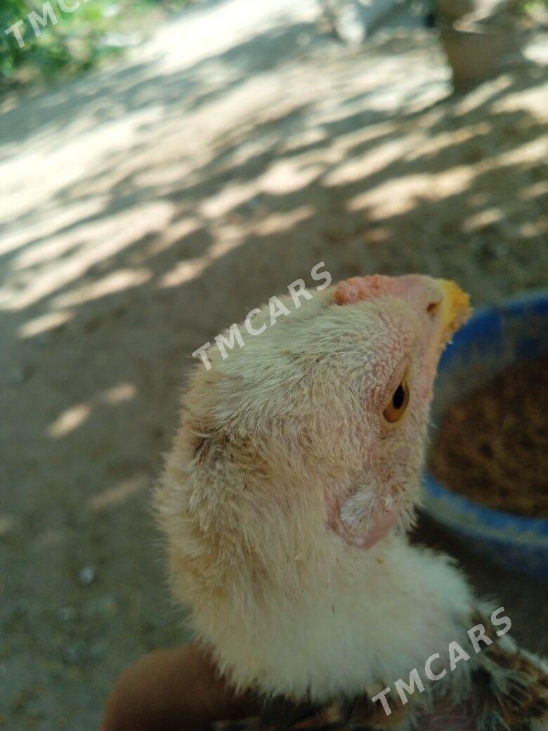 Baysow jujler - Farap - img 2