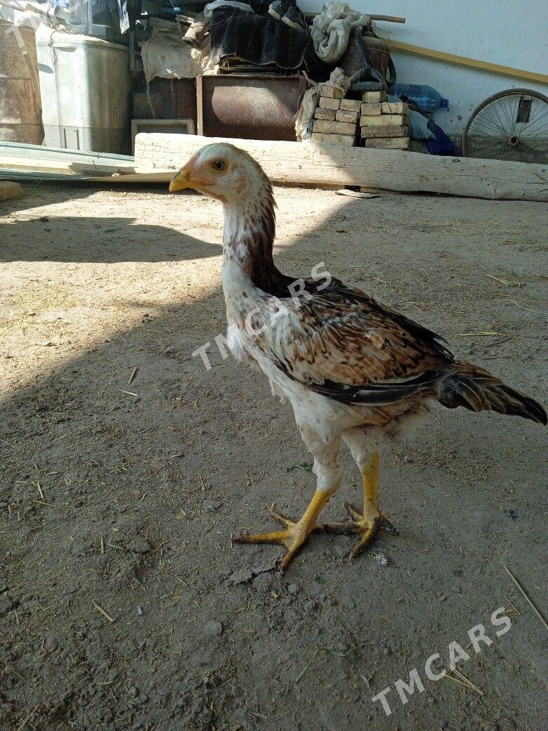 Baysow jujler - Farap - img 4