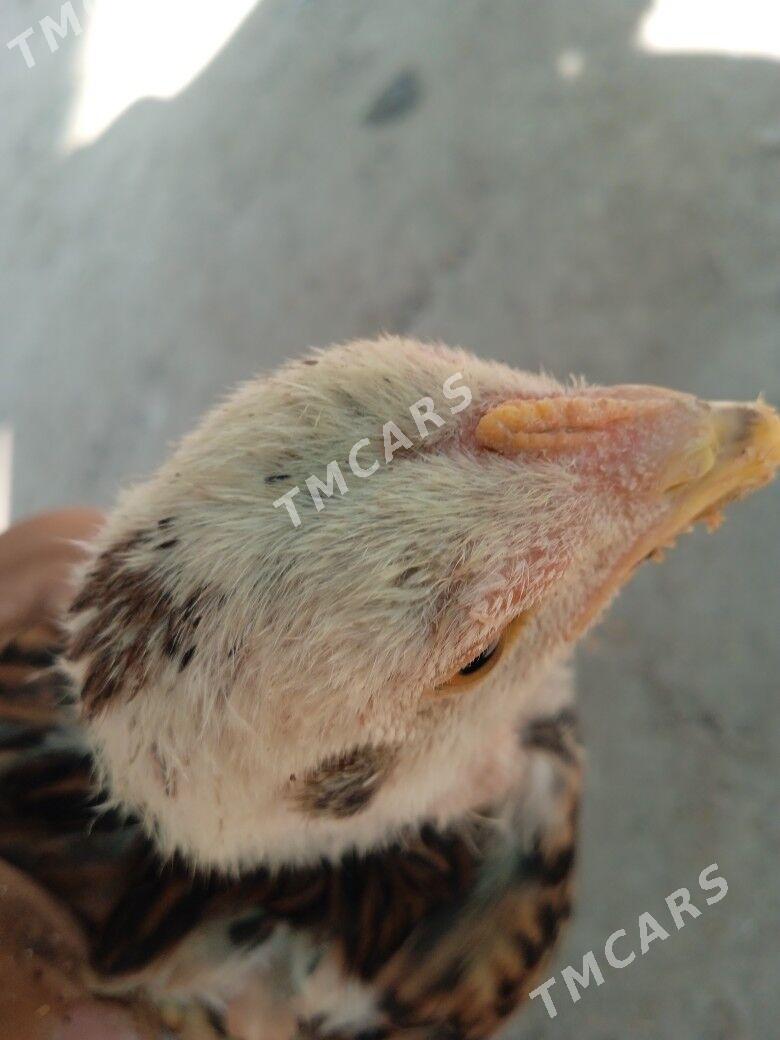 Baysow jujler - Farap - img 1