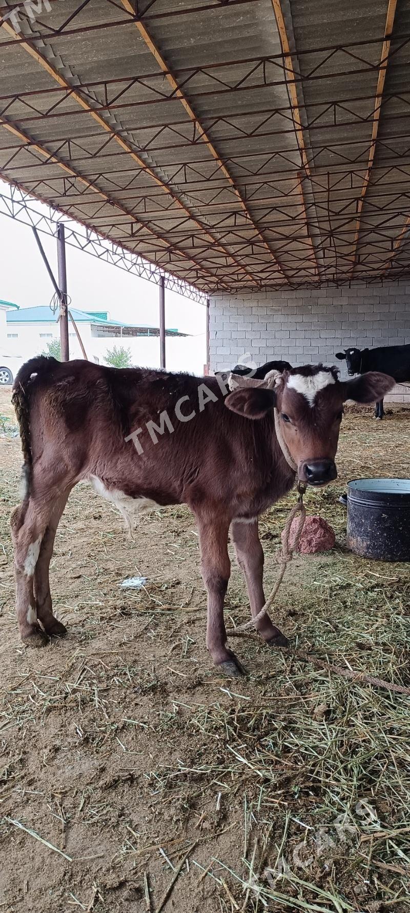 2tùwe 1 òkùzçe - Gökdepe - img 3